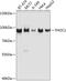 THO Complex 1 antibody, 23-447, ProSci, Western Blot image 