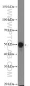 Keratin 8 antibody, 17514-1-AP, Proteintech Group, Western Blot image 