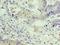 Zinc Finger E-Box Binding Homeobox 2 antibody, LS-C377038, Lifespan Biosciences, Immunohistochemistry paraffin image 