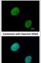 GLI Family Zinc Finger 3 antibody, PA5-28029, Invitrogen Antibodies, Immunofluorescence image 