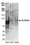Solute Carrier Organic Anion Transporter Family Member 4A1 antibody, A304-457A, Bethyl Labs, Western Blot image 