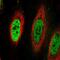 Thymine DNA Glycosylase antibody, NBP2-13423, Novus Biologicals, Immunofluorescence image 