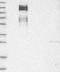Zinc Finger E-Box Binding Homeobox 1 antibody, NBP1-88845, Novus Biologicals, Western Blot image 