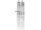 Calcium/Calmodulin Dependent Protein Kinase II Alpha antibody, A03241, Boster Biological Technology, Western Blot image 