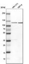 RNA Binding Motif Protein 15 antibody, HPA019824, Atlas Antibodies, Western Blot image 