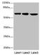 Cation Channel Sperm Associated 2 antibody, LS-C378606, Lifespan Biosciences, Western Blot image 