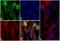 Actin Alpha 2, Smooth Muscle antibody, 710487, Invitrogen Antibodies, Immunofluorescence image 