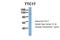 Tetratricopeptide Repeat Domain 17 antibody, NBP1-57958, Novus Biologicals, Western Blot image 