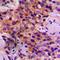 ATPase Na+/K+ Transporting Subunit Alpha 1 antibody, orb235028, Biorbyt, Immunohistochemistry paraffin image 