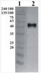 GDNF Family Receptor Alpha 3 antibody, AP33457PU-N, Origene, Western Blot image 