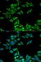 Charged multivesicular body protein 2b antibody, LS-C334037, Lifespan Biosciences, Immunofluorescence image 