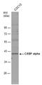 CCAAT Enhancer Binding Protein Alpha antibody, PA5-77911, Invitrogen Antibodies, Western Blot image 