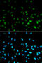 Histone Deacetylase 3 antibody, A00839-1, Boster Biological Technology, Western Blot image 