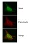 NADPH Oxidase 4 antibody, NB110-58851, Novus Biologicals, Immunocytochemistry image 