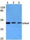 G Protein-Coupled Receptor 68 antibody, A03726-1, Boster Biological Technology, Western Blot image 