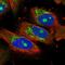 Nucleolar Protein 7 antibody, NBP1-86736, Novus Biologicals, Immunofluorescence image 