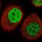 Testis Associated Actin Remodelling Kinase 2 antibody, NBP1-89442, Novus Biologicals, Immunofluorescence image 
