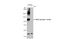 Nuclear Factor, Erythroid 2 Like 2 antibody, GTX03209, GeneTex, Western Blot image 