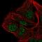 AP-5 complex subunit beta-1 antibody, PA5-64244, Invitrogen Antibodies, Immunofluorescence image 