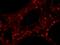 Zinc Finger Protein 318 antibody, IHC-00312, Bethyl Labs, Immunohistochemistry frozen image 
