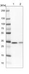 SAP domain-containing ribonucleoprotein antibody, NBP1-91788, Novus Biologicals, Western Blot image 