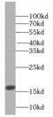 Histone Cluster 1 H2A Family Member C antibody, FNab03876, FineTest, Western Blot image 