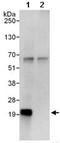 MYC Associated Factor X antibody, ab101271, Abcam, Immunoprecipitation image 