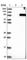 Synaptotagmin 16 antibody, HPA004199, Atlas Antibodies, Western Blot image 