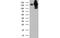 Histone Deacetylase 6 antibody, MBS533384, MyBioSource, Western Blot image 