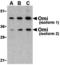 HtrA Serine Peptidase 2 antibody, A01941, Boster Biological Technology, Western Blot image 