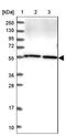 Glutamate Decarboxylase Like 1 antibody, NBP1-85852, Novus Biologicals, Western Blot image 