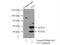Isovaleryl-CoA Dehydrogenase antibody, 10822-1-AP, Proteintech Group, Immunoprecipitation image 