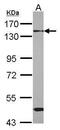 RNA Binding Motif Protein 26 antibody, PA5-31667, Invitrogen Antibodies, Western Blot image 