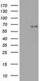IKAROS Family Zinc Finger 3 antibody, LS-C339163, Lifespan Biosciences, Western Blot image 