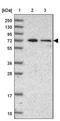 Mannosidase Alpha Class 1C Member 1 antibody, NBP2-14217, Novus Biologicals, Western Blot image 