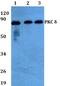 Protein Kinase C Delta antibody, A00822-2, Boster Biological Technology, Western Blot image 