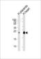 FRAT Regulator Of WNT Signaling Pathway 2 antibody, 56-076, ProSci, Western Blot image 