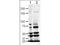 Slit Guidance Ligand 1 antibody, TA319480, Origene, Western Blot image 