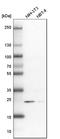 RAB31, Member RAS Oncogene Family antibody, HPA019717, Atlas Antibodies, Western Blot image 