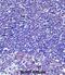 Tubulin Alpha 4a antibody, abx027448, Abbexa, Immunohistochemistry paraffin image 