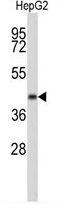 ERGIC And Golgi 3 antibody, GTX80486, GeneTex, Western Blot image 