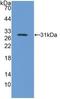 Integrin Subunit Beta 5 antibody, LS-C314895, Lifespan Biosciences, Western Blot image 