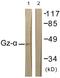 G Protein Subunit Alpha Z antibody, LS-C117948, Lifespan Biosciences, Western Blot image 