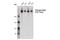 RNA Polymerase II Subunit A antibody, 26319S, Cell Signaling Technology, Western Blot image 