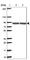 Cytoplasmic dynein 1 intermediate chain 2 antibody, HPA053987, Atlas Antibodies, Western Blot image 