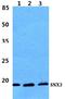 Sorting Nexin 3 antibody, A05169-1, Boster Biological Technology, Western Blot image 