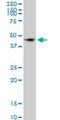 Signal Regulatory Protein Alpha antibody, H00140885-M10, Novus Biologicals, Western Blot image 