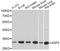 Aquaporin 3 (Gill Blood Group) antibody, A2838, ABclonal Technology, Western Blot image 