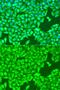 Tubulin Beta 8 Class VIII antibody, GTX65574, GeneTex, Immunofluorescence image 