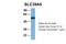 Solute Carrier Family 39 Member 6 antibody, 29-923, ProSci, Western Blot image 